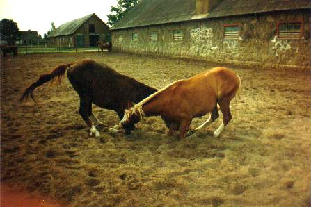 Tori Horse Stud